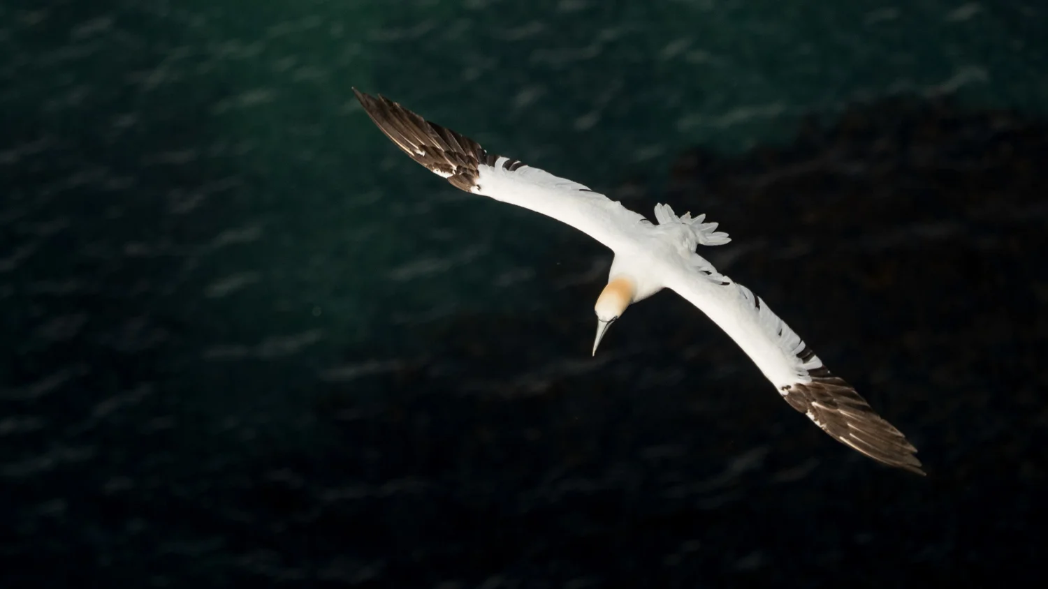 Soaring above the waves