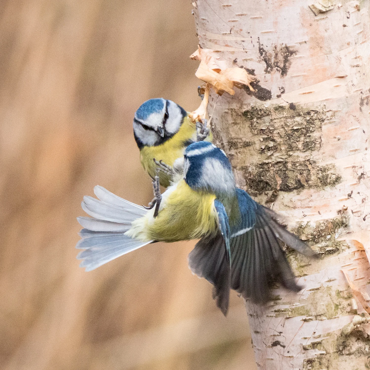 A moment of avian bickering caught using the Pre-Shutter mode