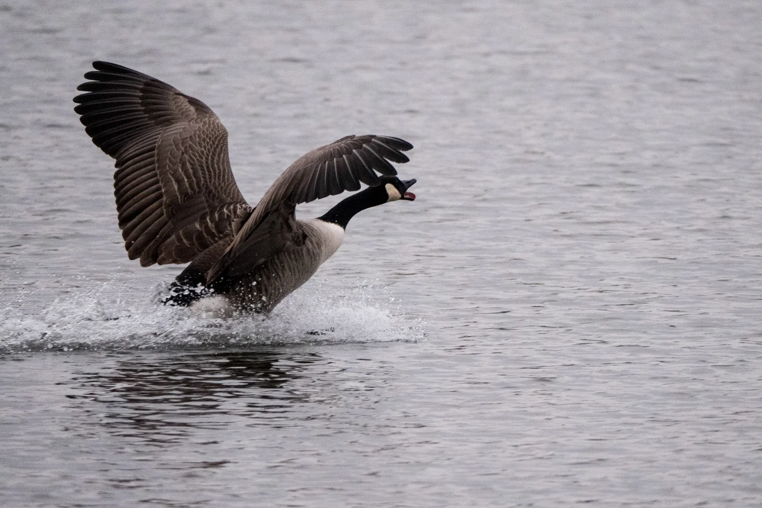 The light has been uniformly awful since I bought my camera but, even so, I was able to track this Canada Goose taking flight. Roll on springtime....