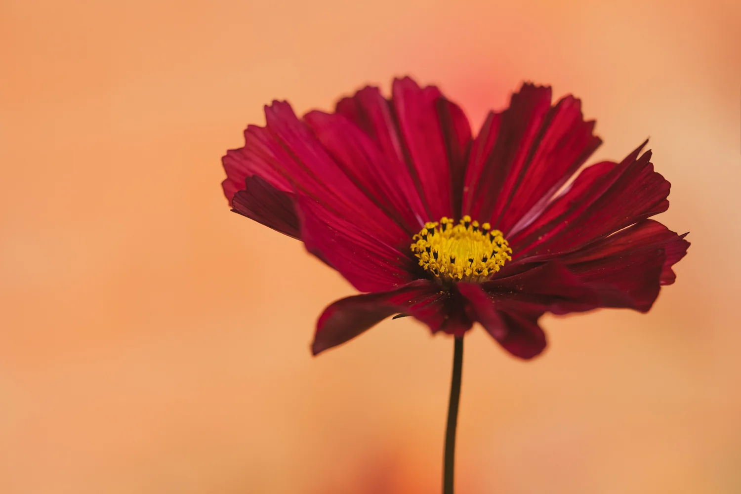 P1088655-2.jpg