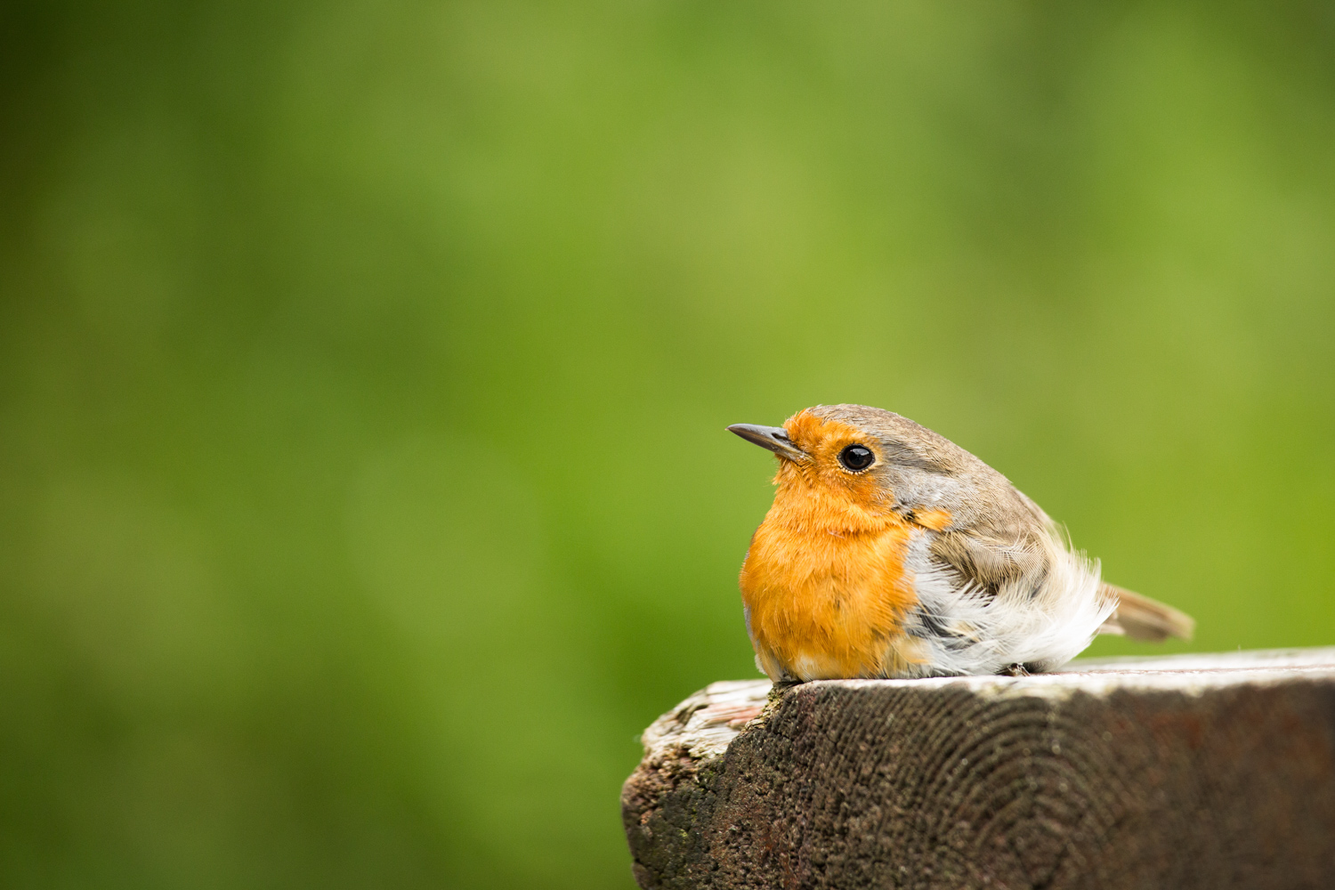 20150716-9.jpg
