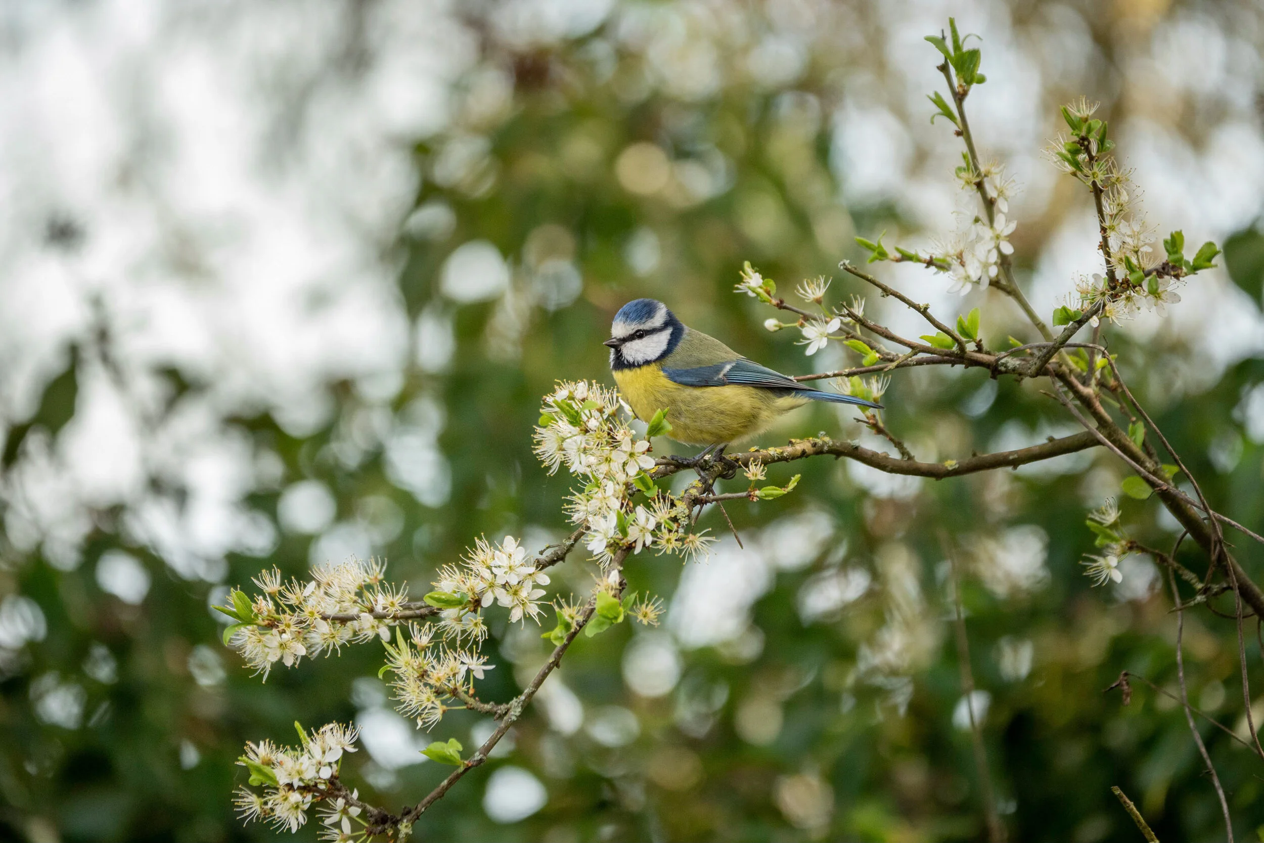 069EE0BA-8AEF-4DCB-B3D8-4A5D2793B728