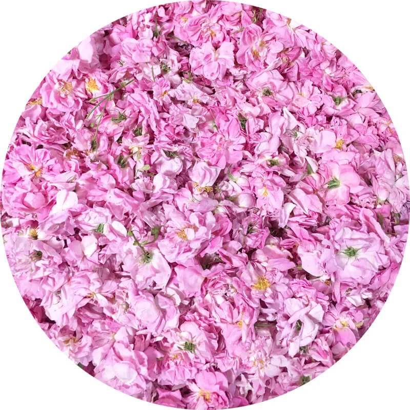 The Nowness of the May Rose. From Grasse and Chanel, with love