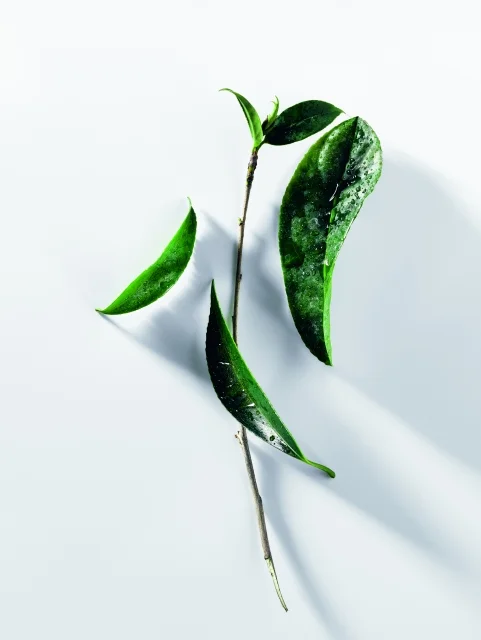 D_CAPT17_LEAVES_140417_DA_F39_HR.jpg
