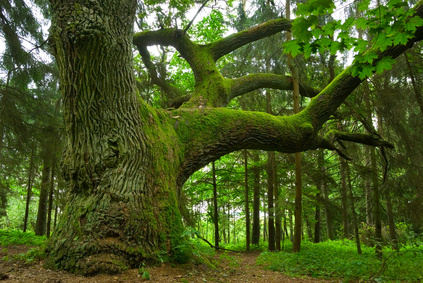 © Piotr Skubisz - Fotolia.com