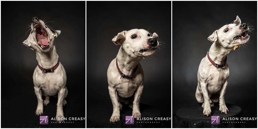 Alison Creasy Photography - Fenway & Remi - Pet Portraits - {Lynchburg  Virginia Photographer}