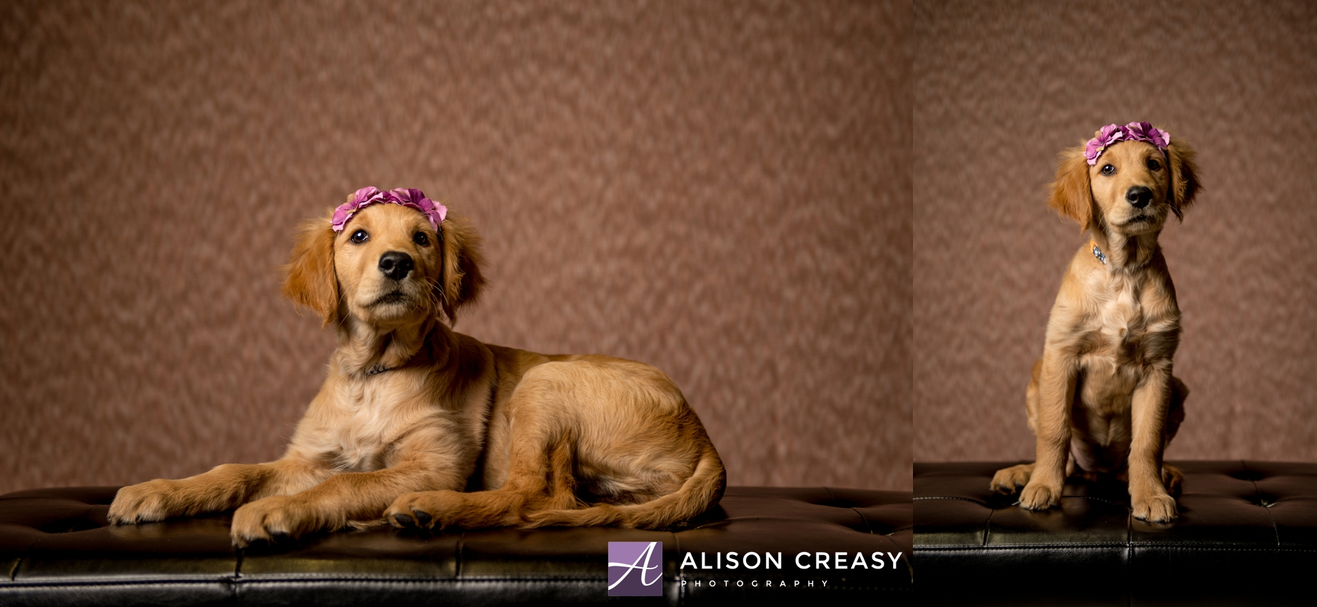 Alison-Creasy-Photography-Lynchburg-VA-Pet-Photographer_0001.jpg