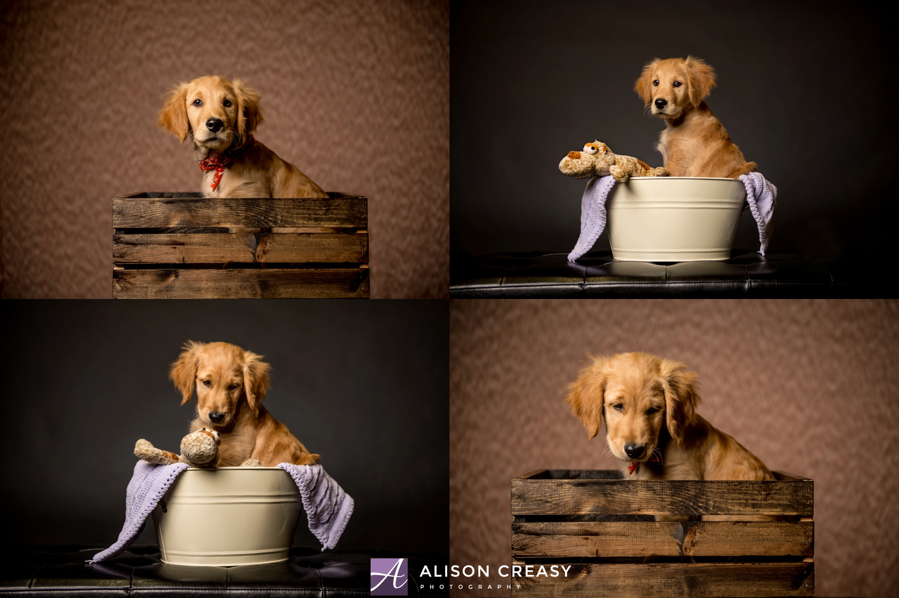 Alison-Creasy-Photography-Lynchburg-VA-Pet-Photographer_0004.jpg