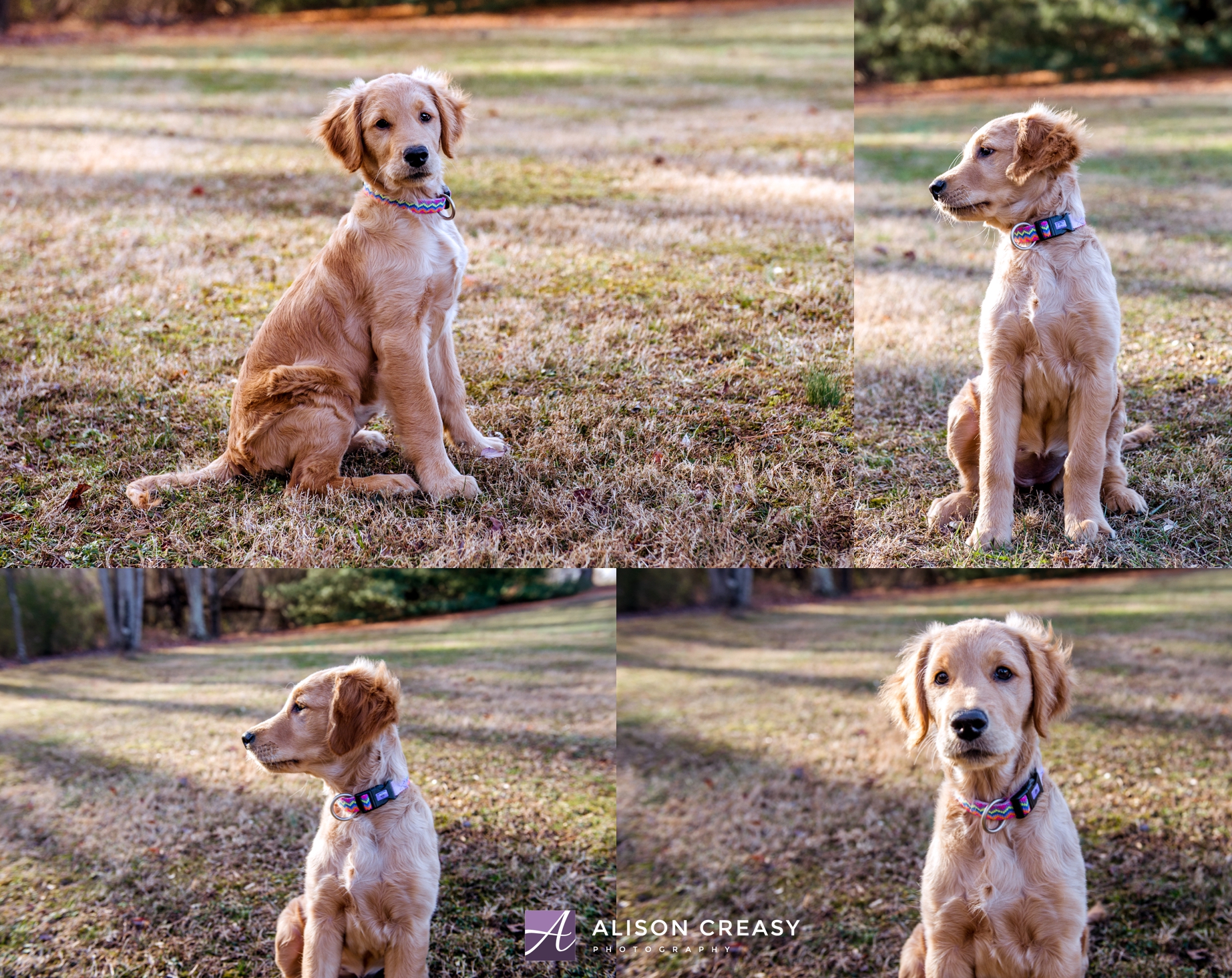 Alison-Creasy-Photography-Lynchburg-VA-Pet-Photographer_0005.jpg