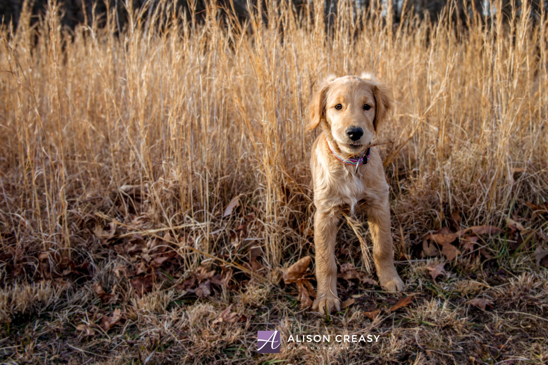 Alison-Creasy-Photography-Lynchburg-VA-Pet-Photographer_0008.jpg