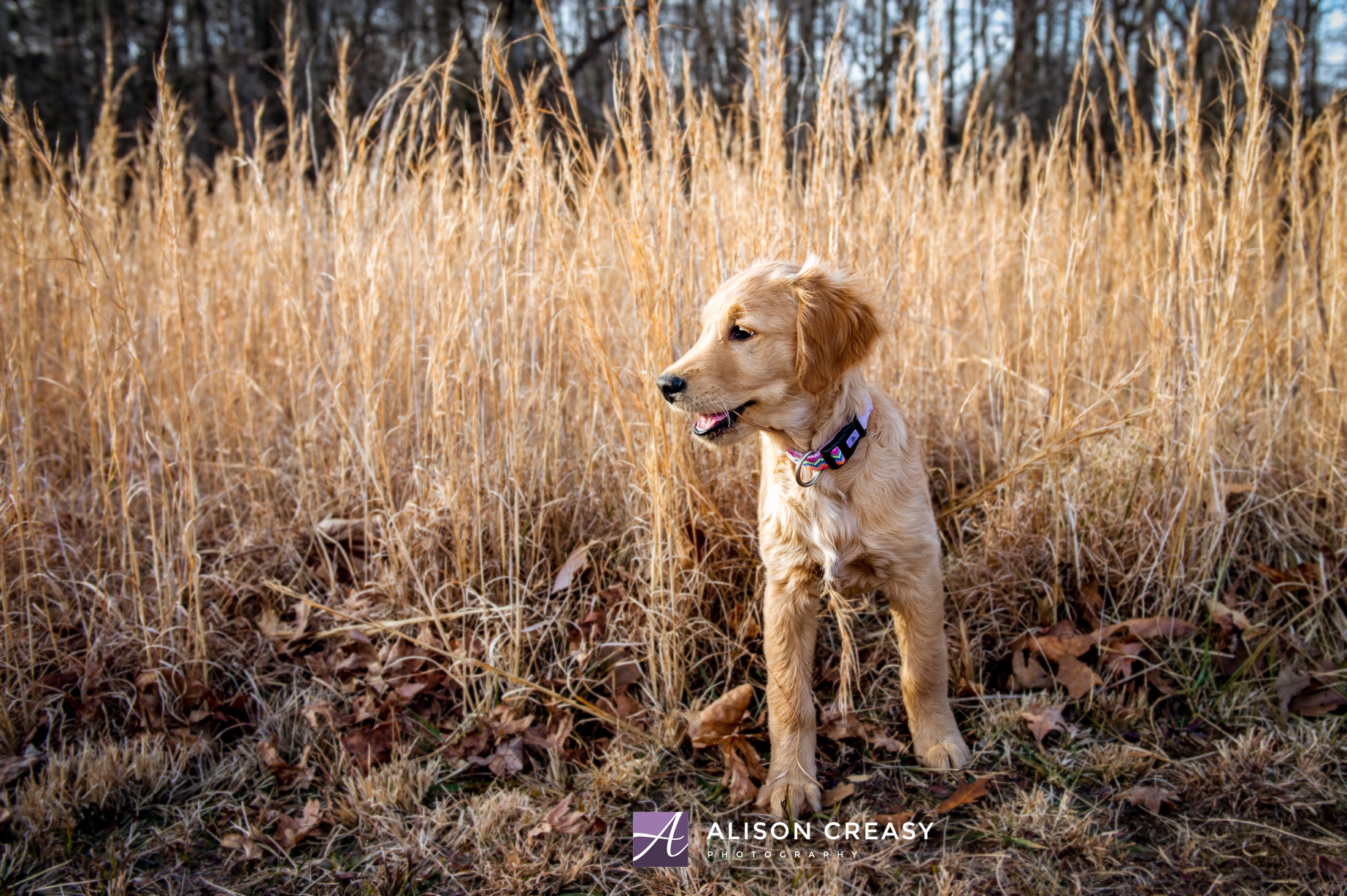 Alison-Creasy-Photography-Lynchburg-VA-Pet-Photographer_0009.jpg