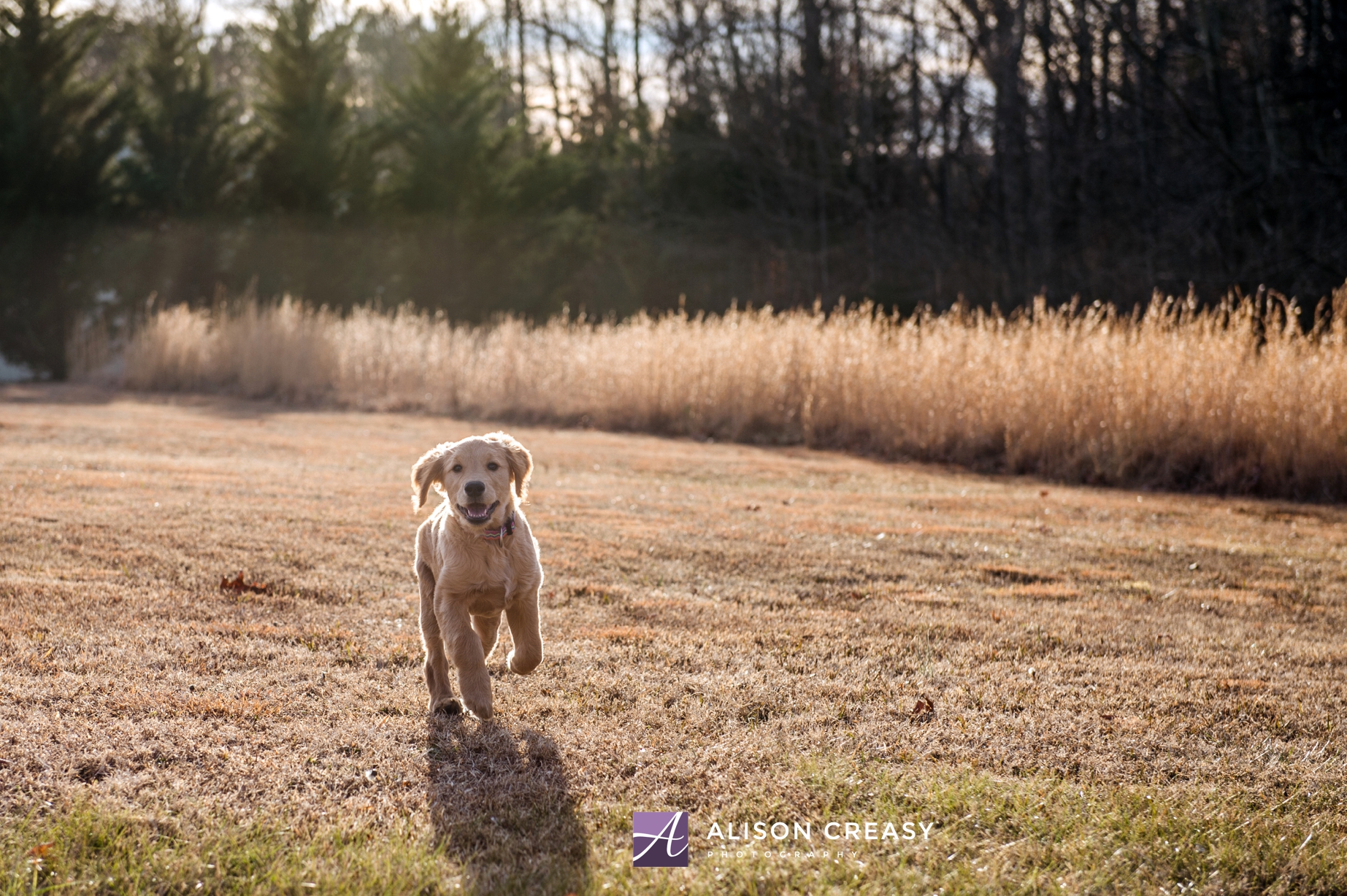 Alison-Creasy-Photography-Lynchburg-VA-Pet-Photographer_0012.jpg