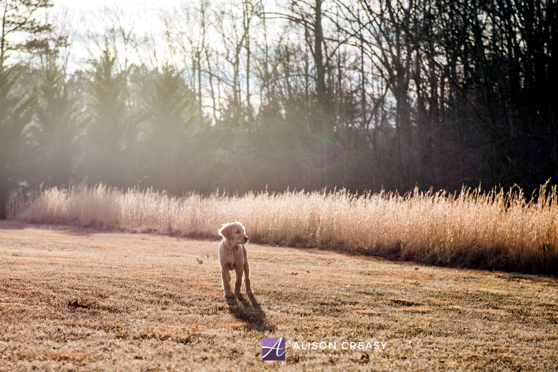 Alison-Creasy-Photography-Lynchburg-VA-Pet-Photographer_0013.jpg