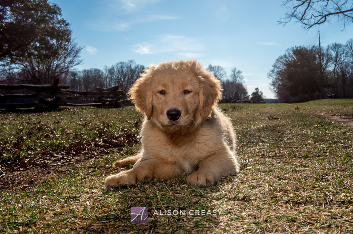 Margot Golden Ret 2019-11-Edit-2.jpg