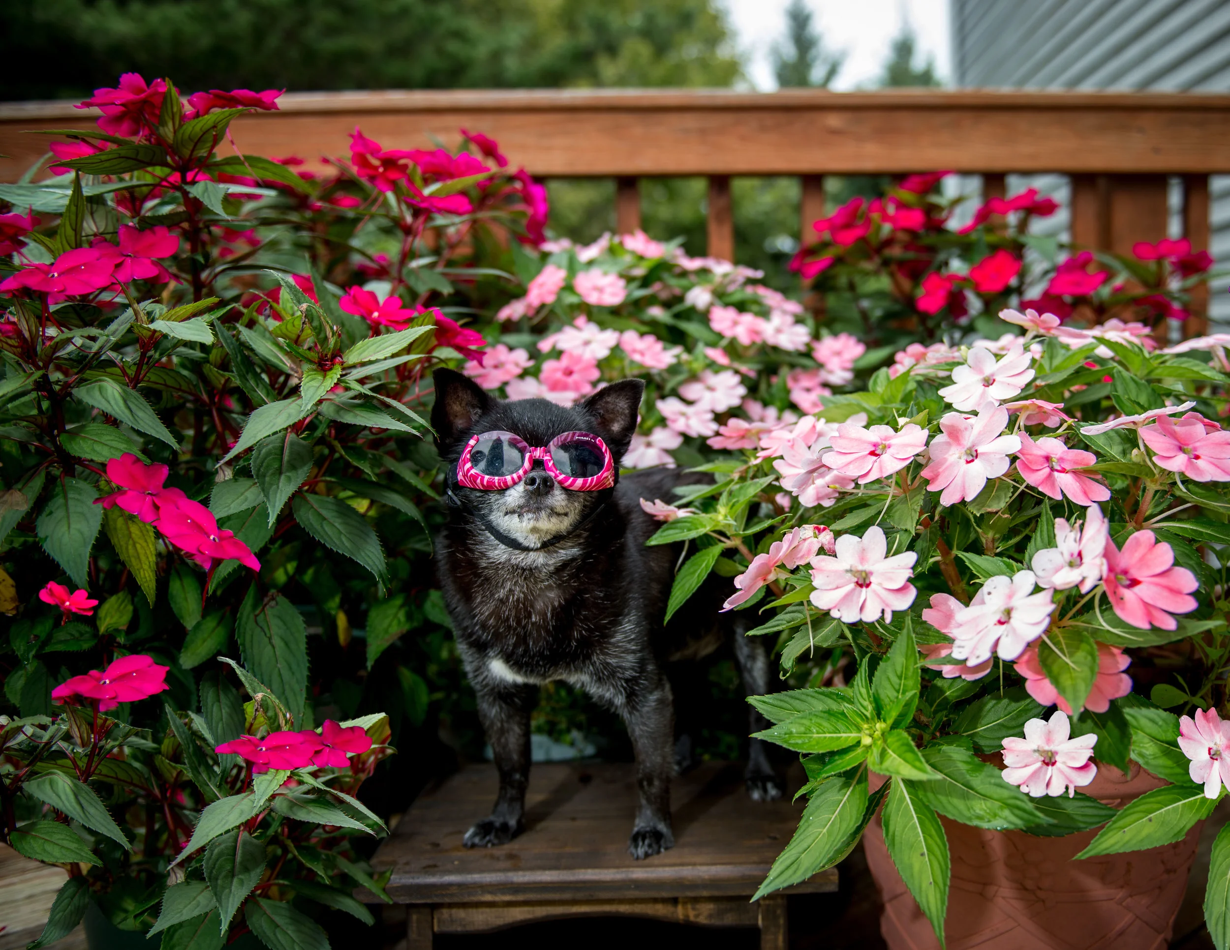 Gigi Belle Calendar 2019-48-.jpg