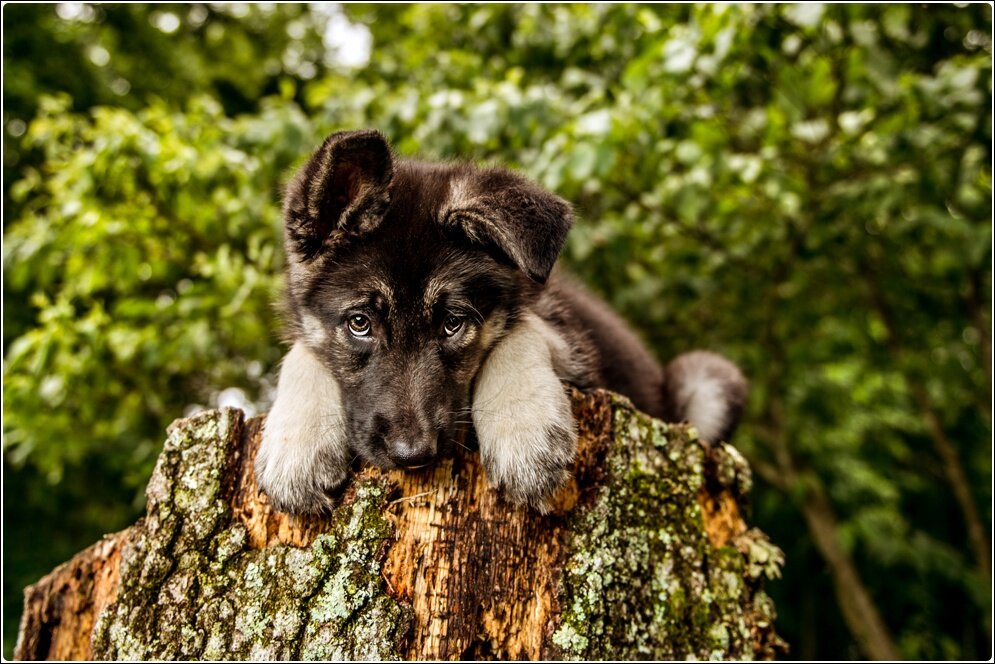 Pet_Portraits_Alison_Creasy_Photography_VA_German_Shephard_Puppy_0047.jpg