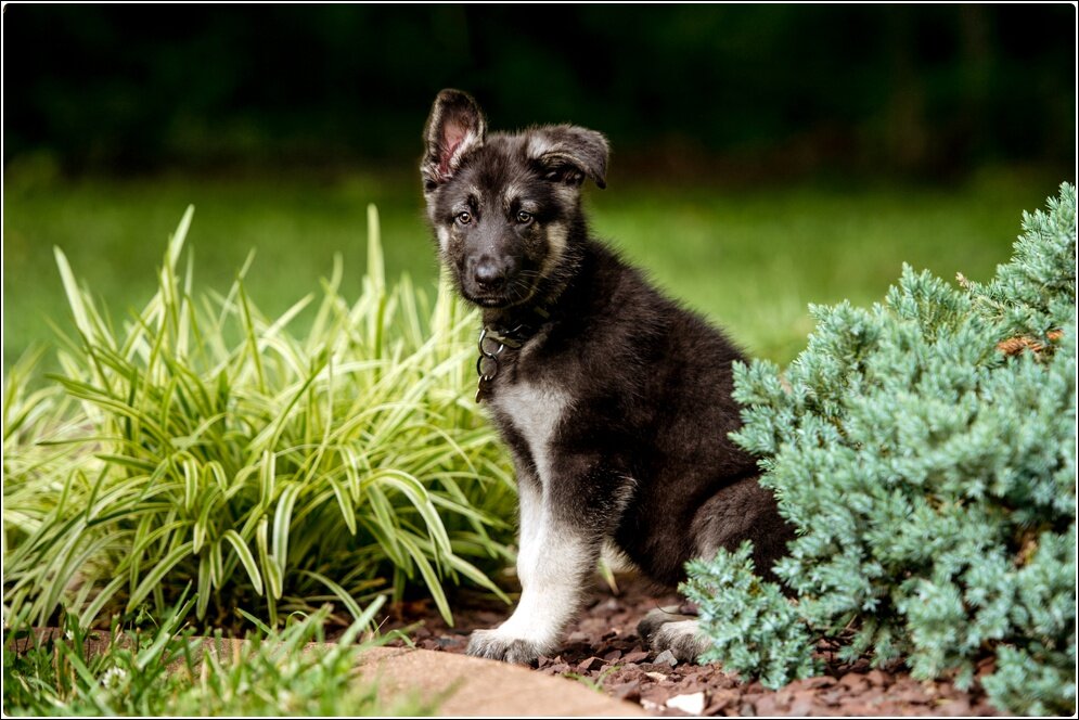 Pet_Portraits_Alison_Creasy_Photography_VA_German_Shephard_Puppy_0048.jpg