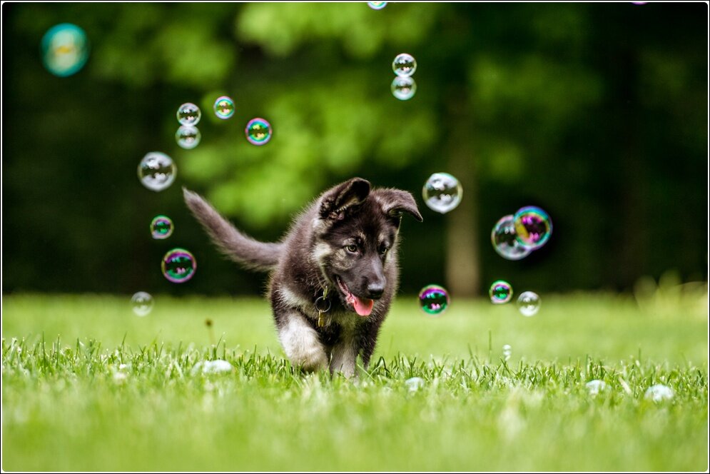 Pet_Portraits_Alison_Creasy_Photography_VA_German_Shephard_Puppy_0050.jpg