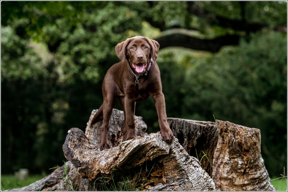 Pet_Portraits_Alison_Creasy_Photography_VA_Chocolate_Lab_Puppy_0060.jpg