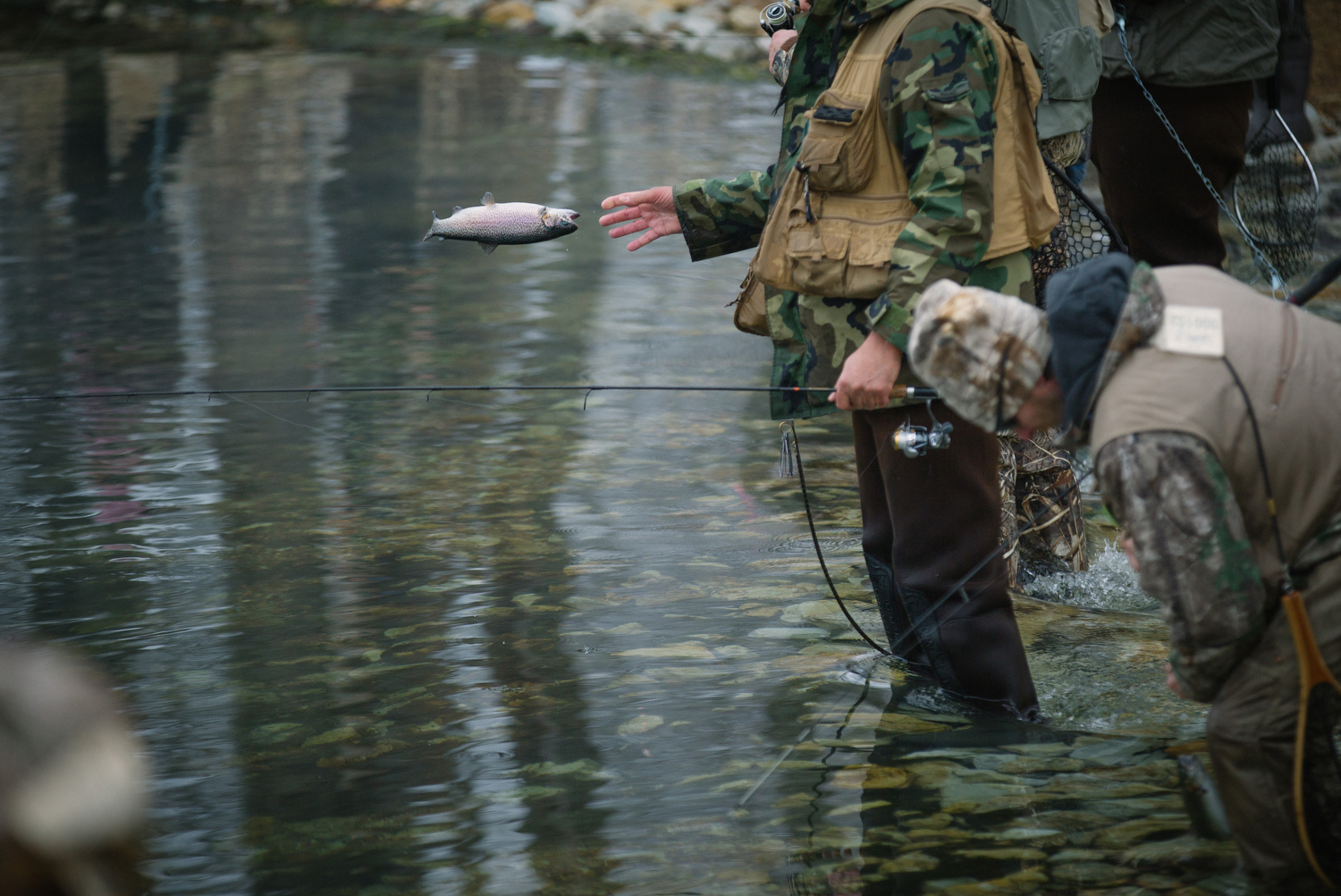 Throwing a trout back. 