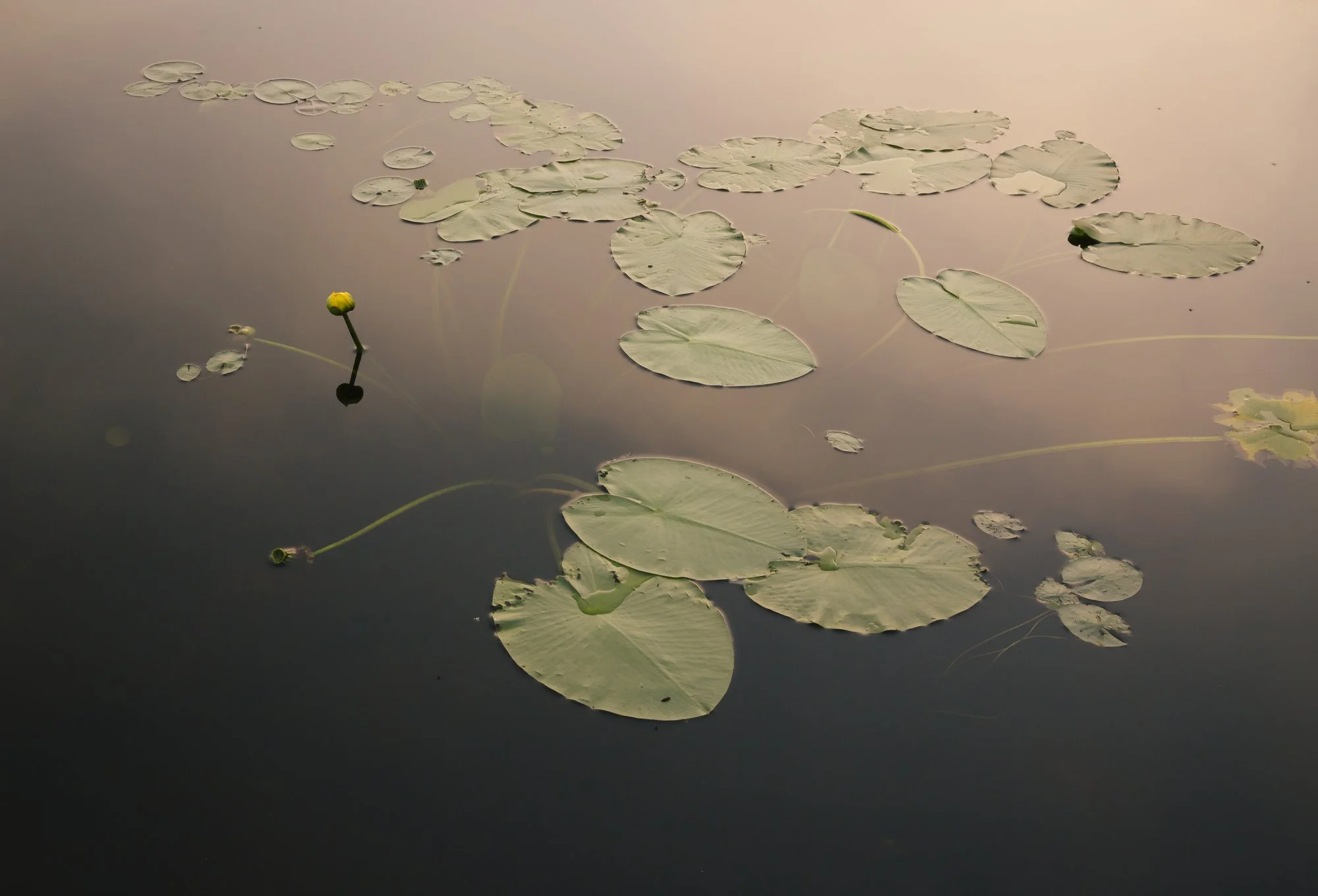  A yellow pond-lilly in the Boundary Waters Canoe Area Wilderness.  