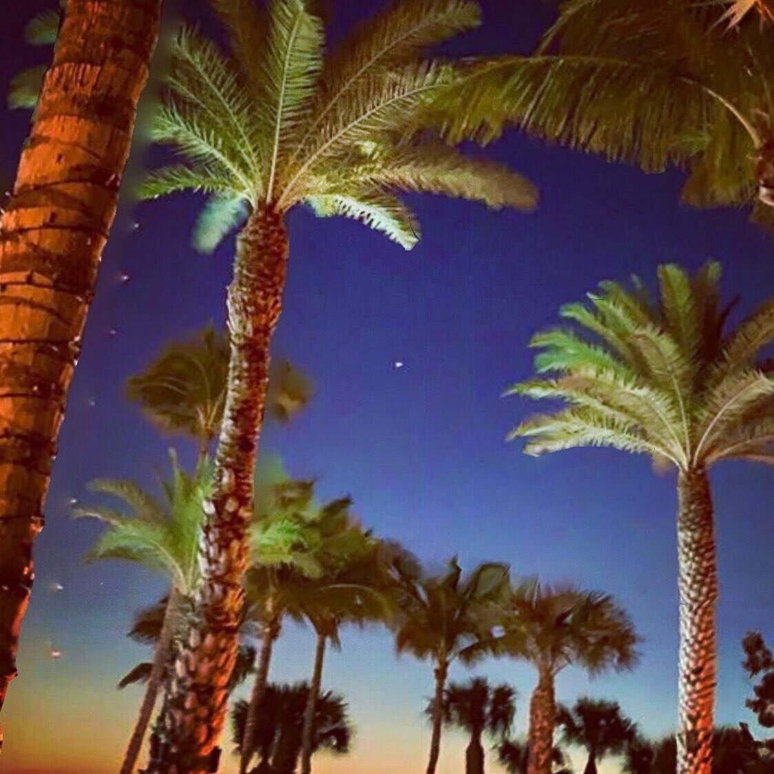 Winter nights #swfl #swflorida #palmtrees #nightsky
