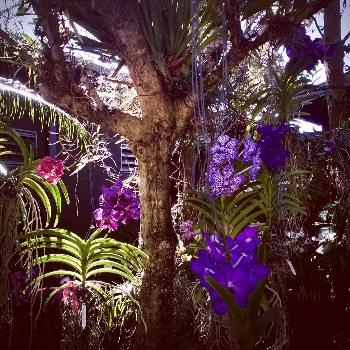 Today! @naplesbotanical on bloom! Swipe left! #naturrific🌱🌿 🥀🌺#sundayfunday