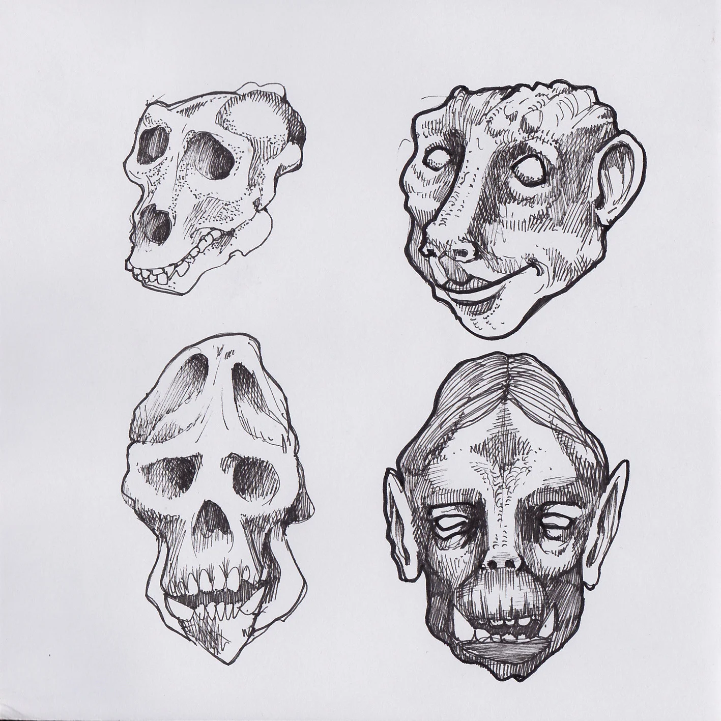 study of mutant craniums_02.jpg