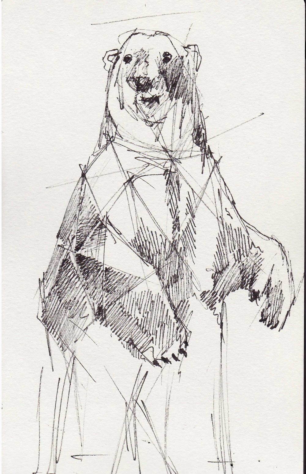 study of an icebear_franky dmiedo.jpg
