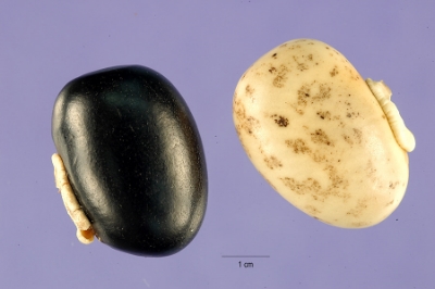 Mucuna Pruriens seeds of two different colors.