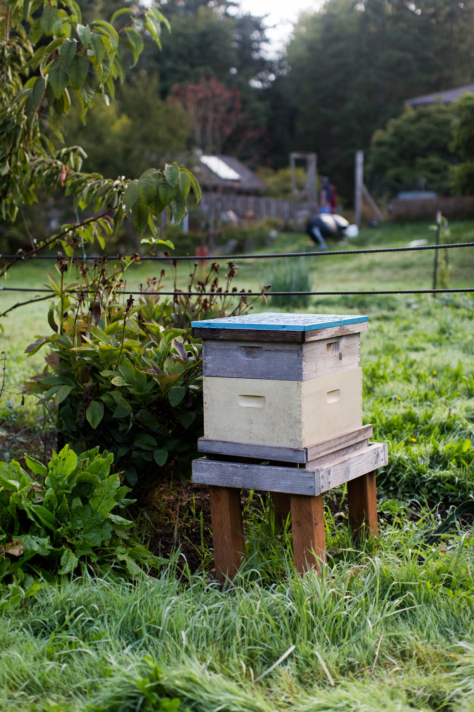 Atlanta+Editorial+Photographer+Nettles+Farm+Lummi+Island+Kathryn+McCrary+Photography_0007.jpg