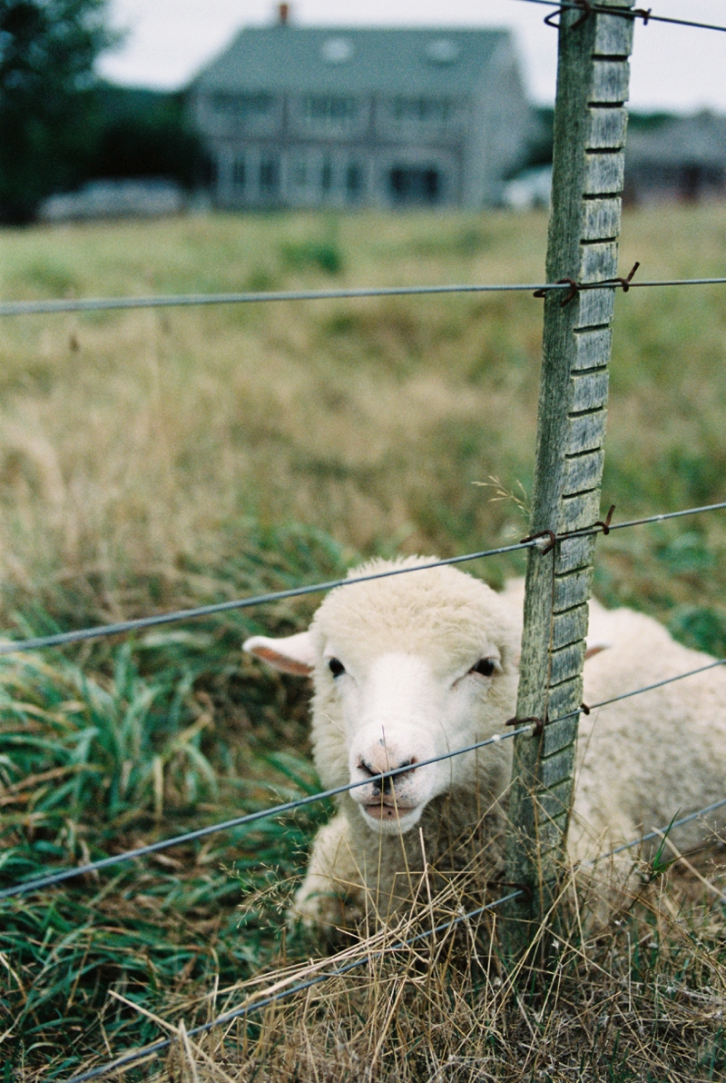 Atlanta Travel Photographer Martha's Vineyard ©Kathryn McCrary Photography_0040.jpg