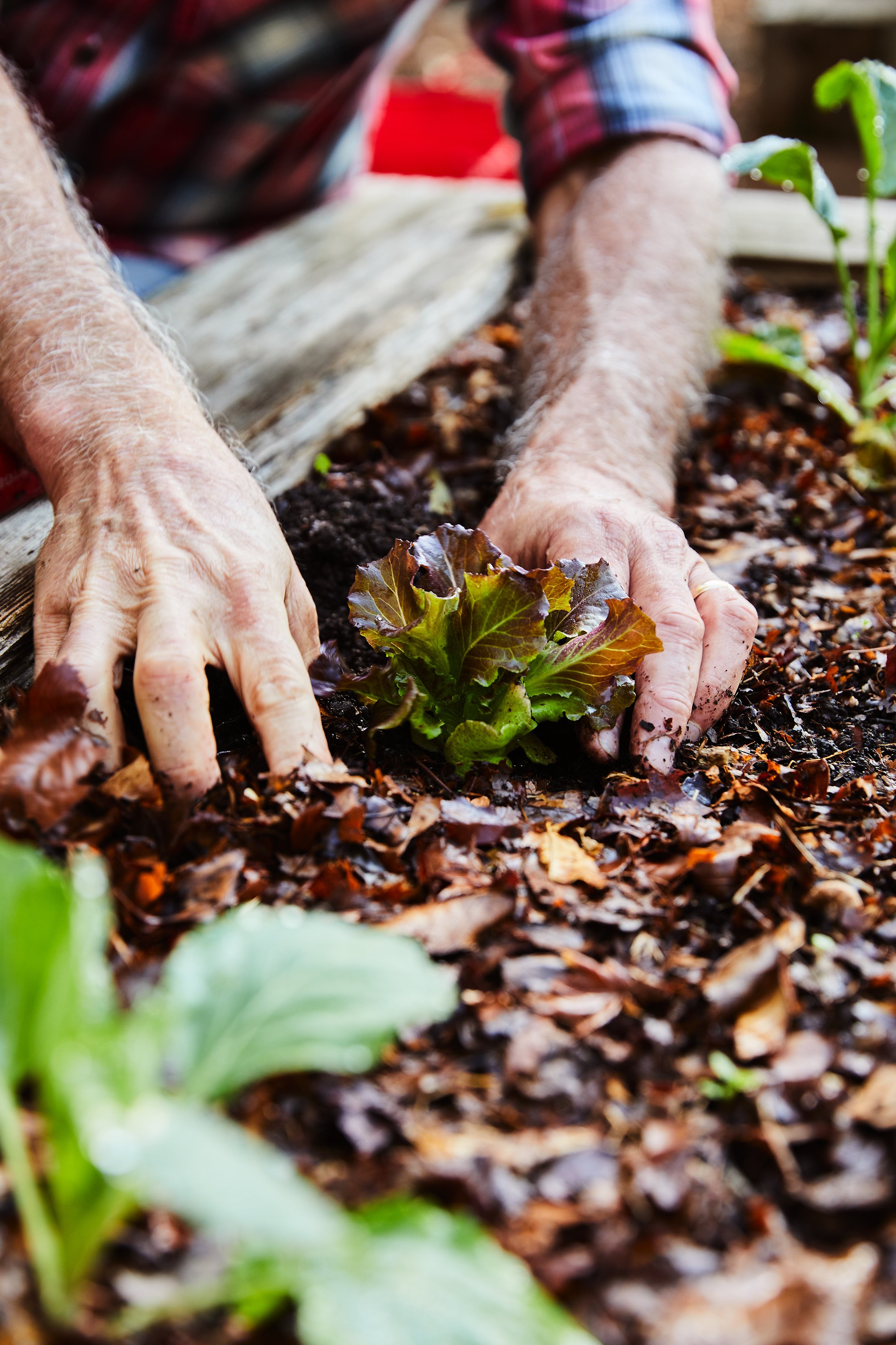 The_Vegetable_Gardening_Book_Kathryn_McCrary_Photography.jpg