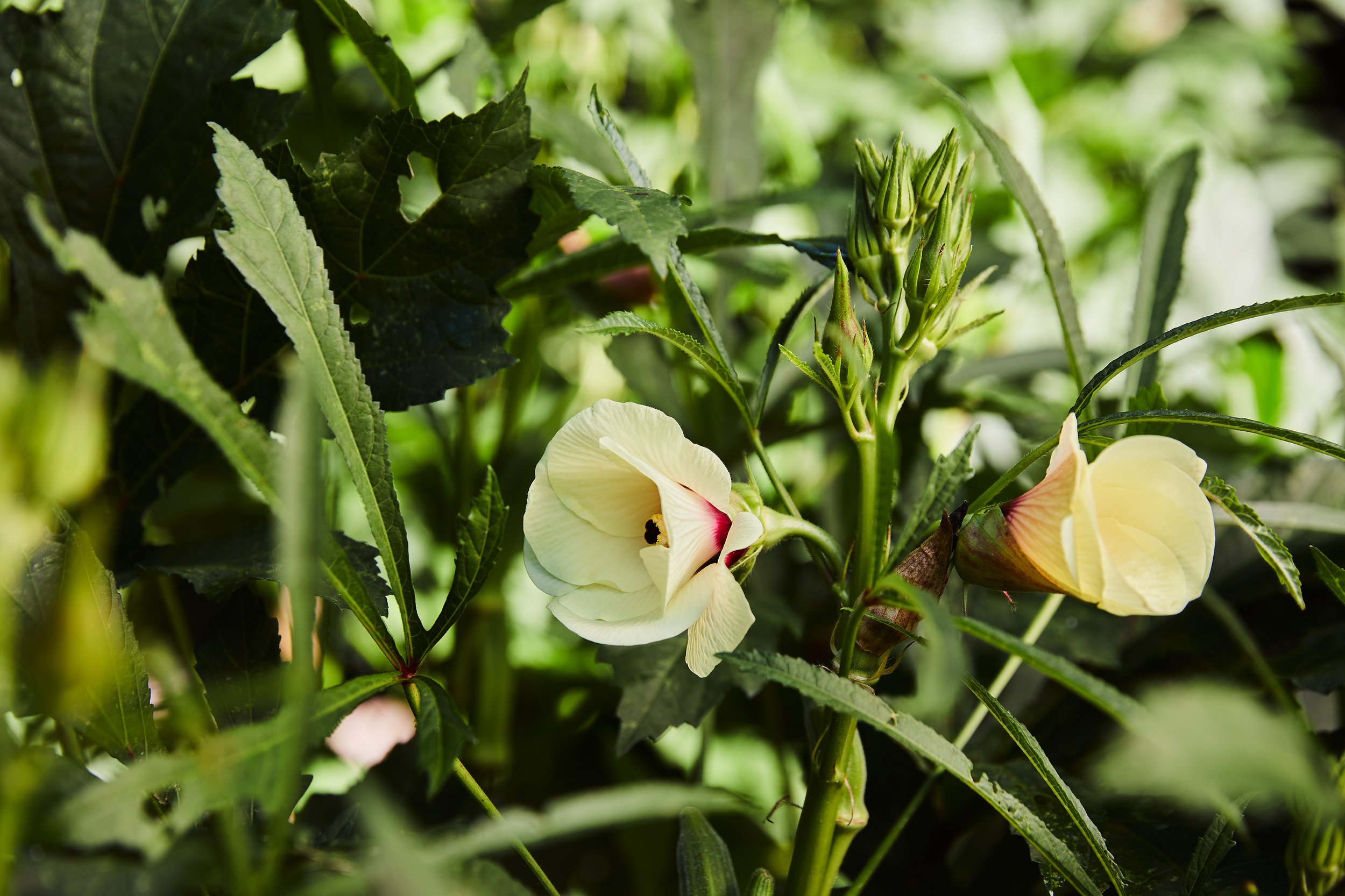 Best_Gardening_Book_Kathryn_McCrary_Photography.jpg