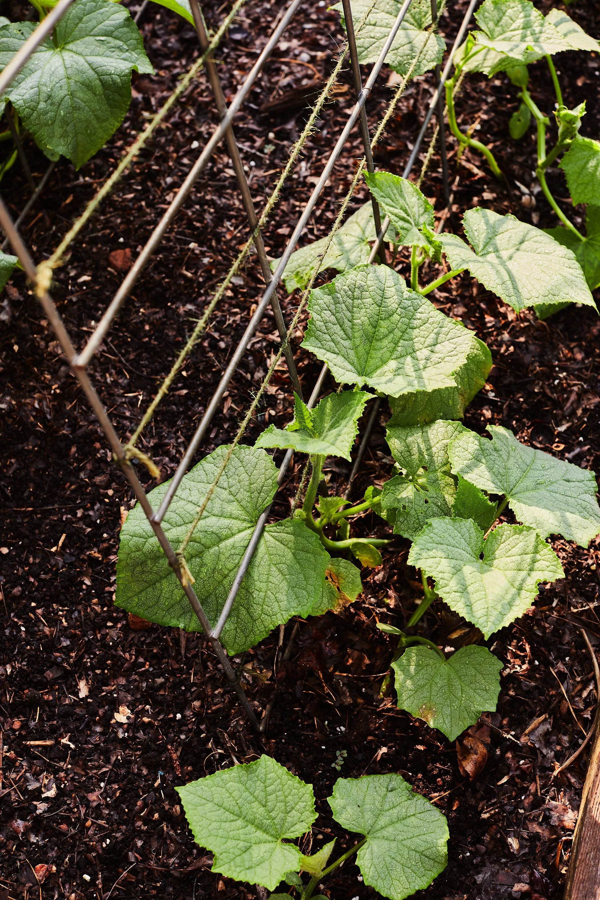 Vegetable Gardening Guide3057.jpg