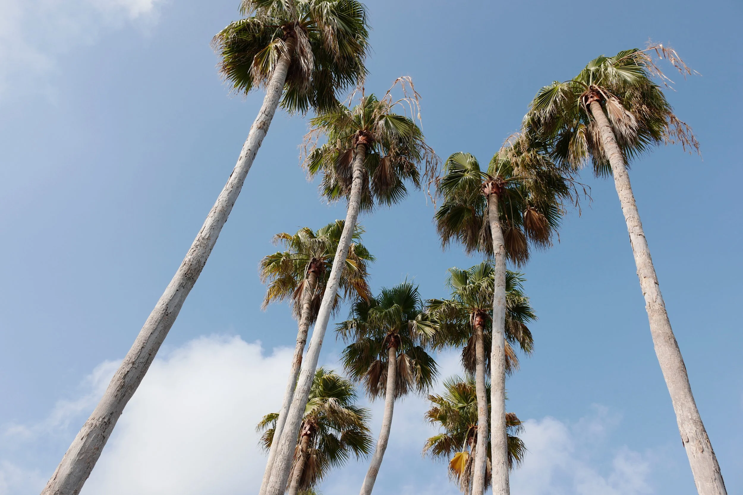 Boca Grande Palm Trees Kathryn McCrary Lifestyle Photographer.JPG