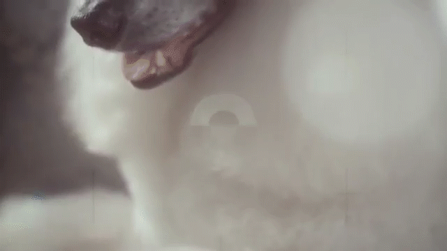 DIESEL EYEWEAR 2012 - Dogs with Sunglasses.gif