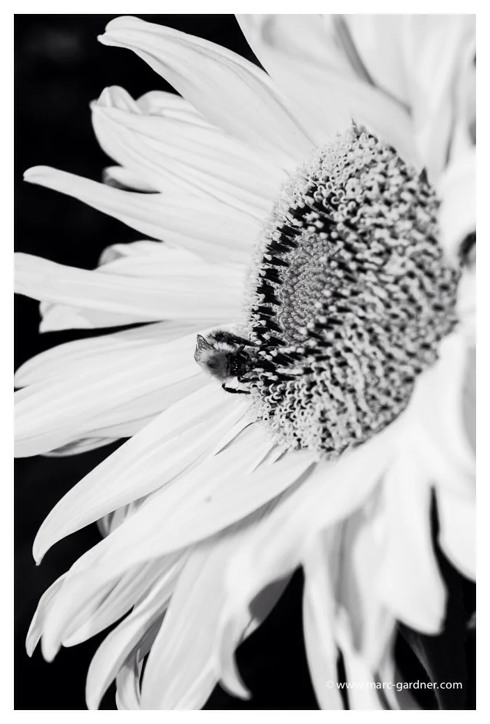 Don't sunflowers look cool in B&W??