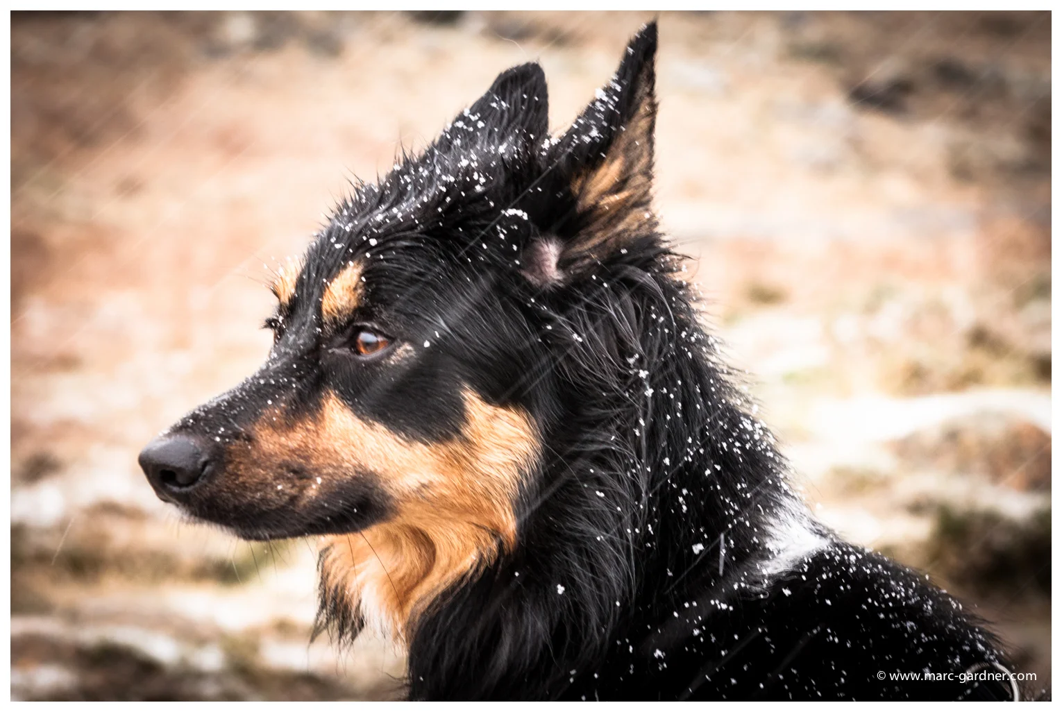 Click for larger view - Cathy the Camera shy dog enjoying the wintery walk on a Sunday morning.