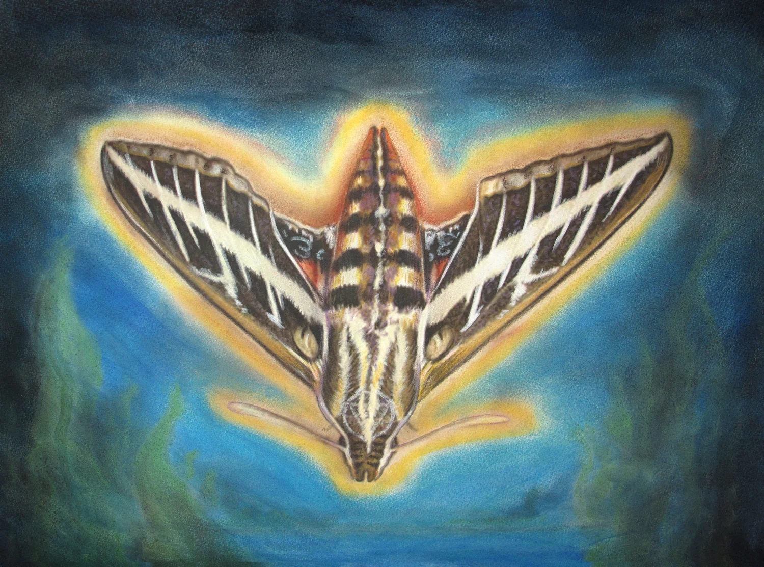 moth series 1.jpg