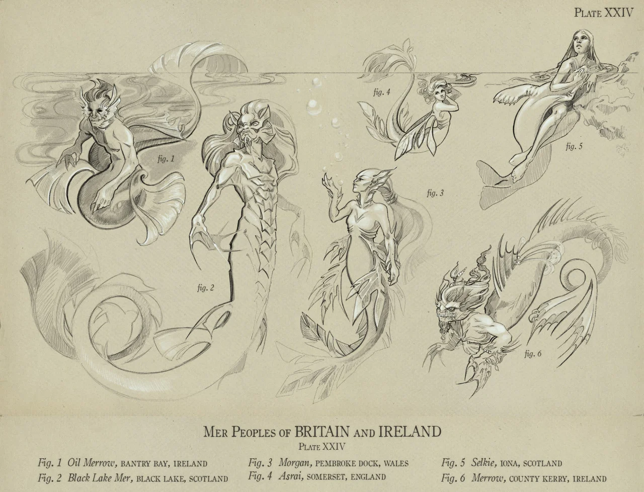 Mer Types