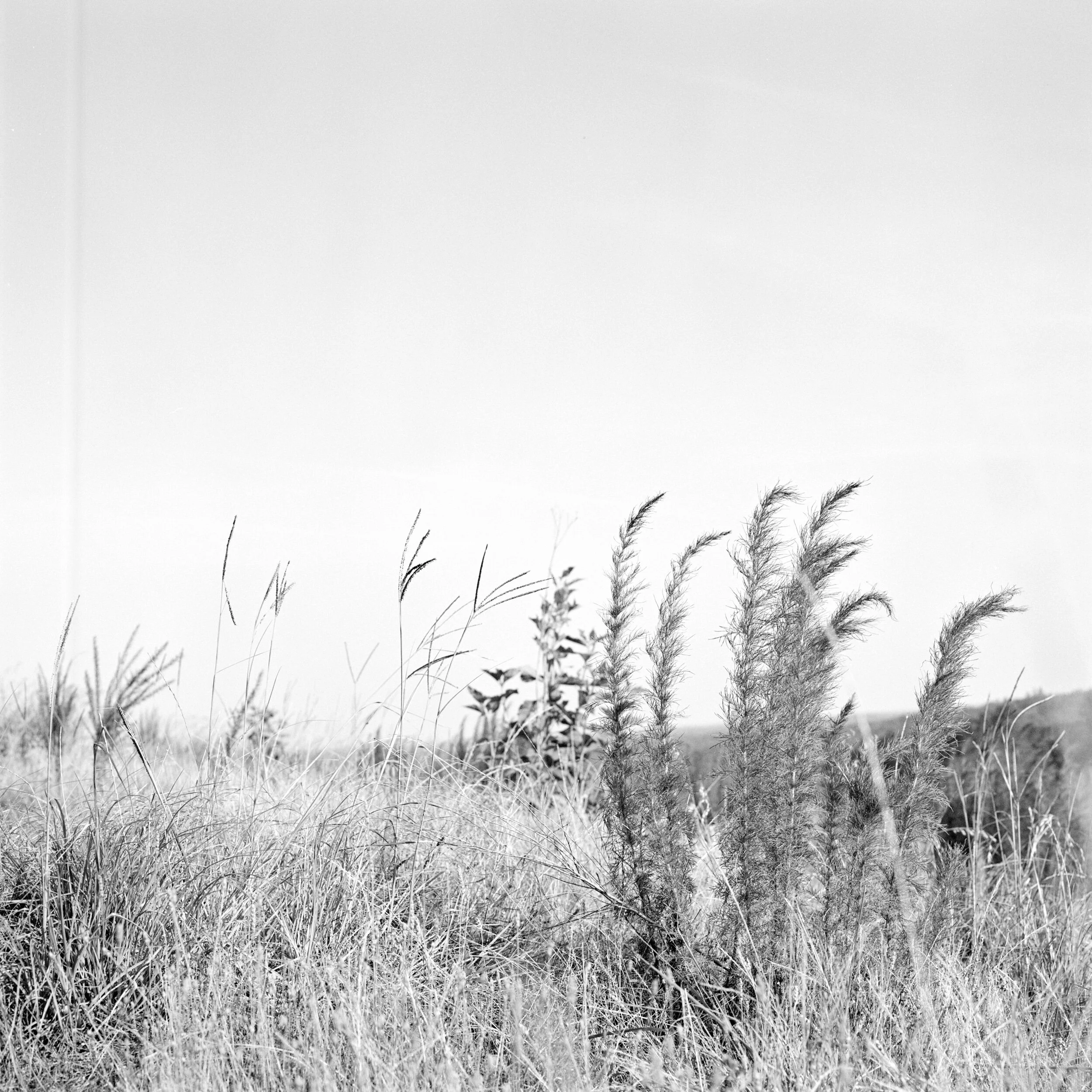 IMG_1515.jpeg
