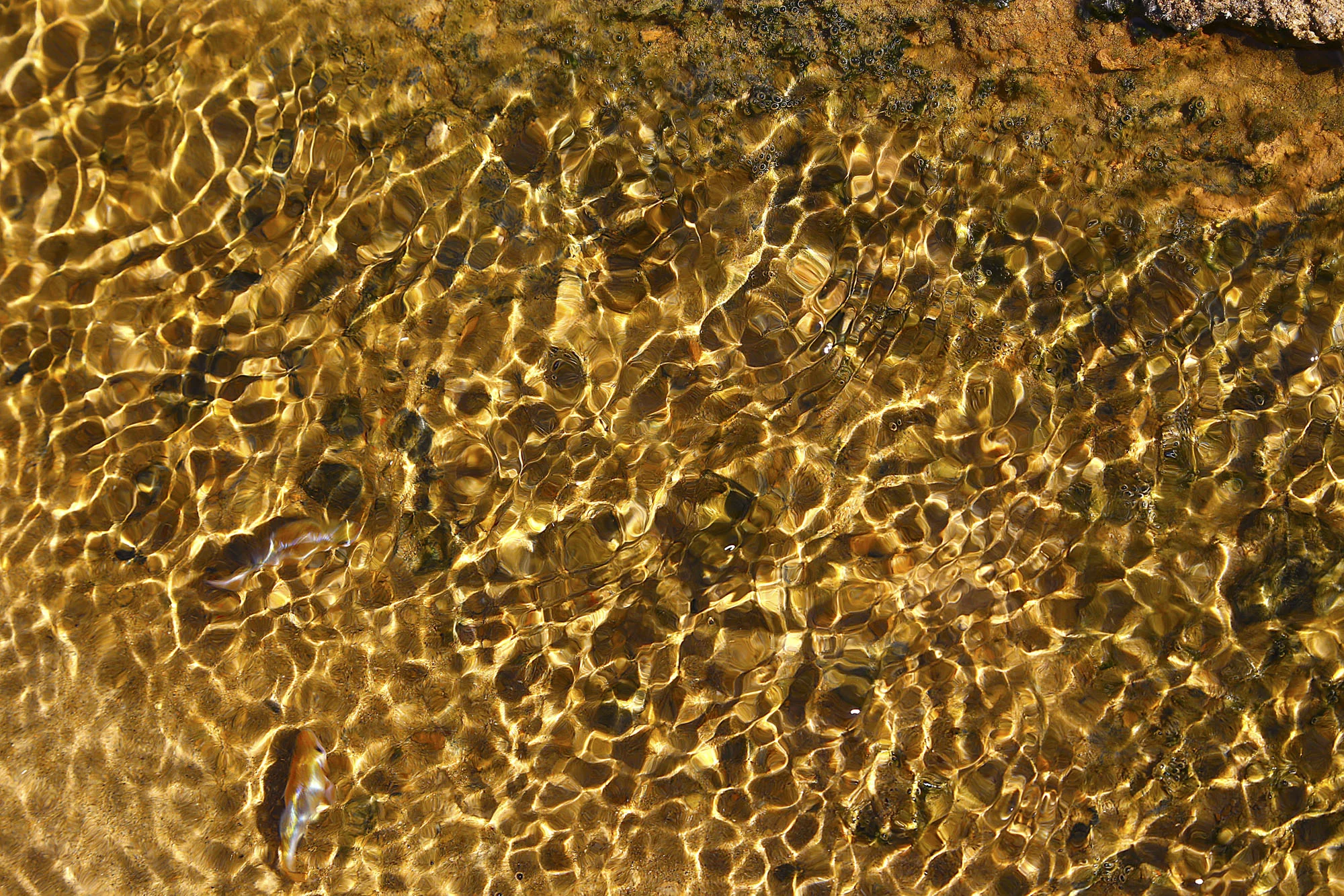 Death Valley Pup Fish With Eggs-SameSource.jpg