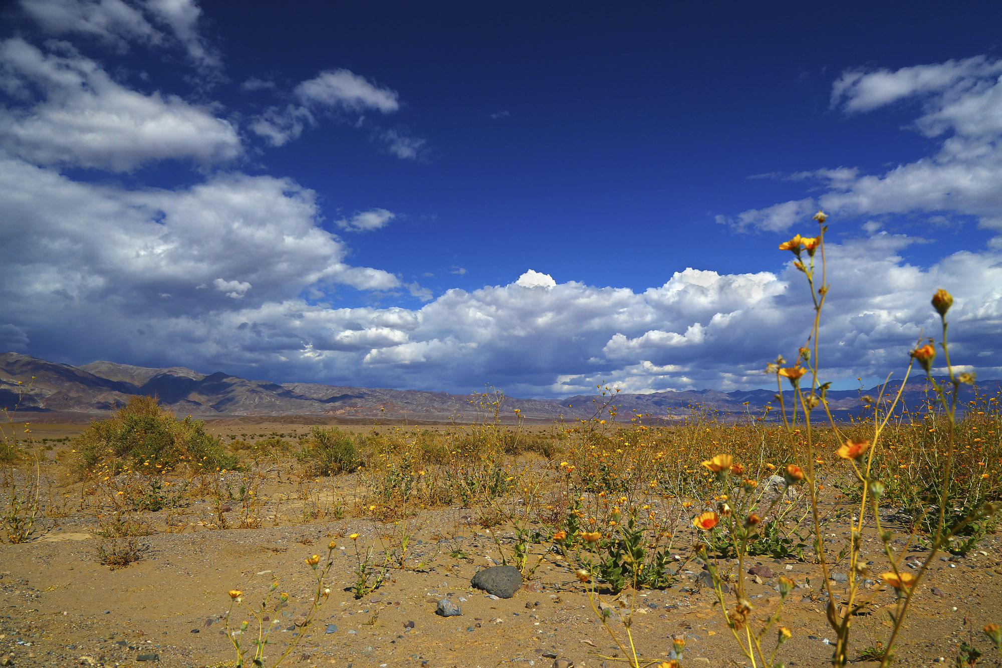 Desert Flowers F11-SameSource.jpg