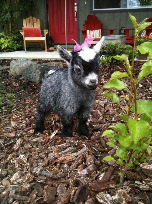  A Sassy Goat!