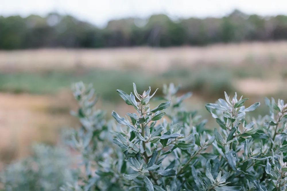 Marnie Hawson Melbourne  &nbsp;photographer, Kiltynane Wines