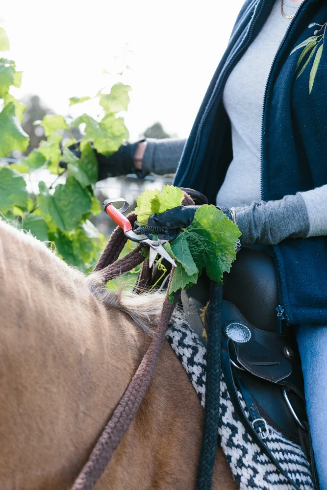 Marnie Hawson Melbourne  &nbsp;photographer, Kiltynane Wines