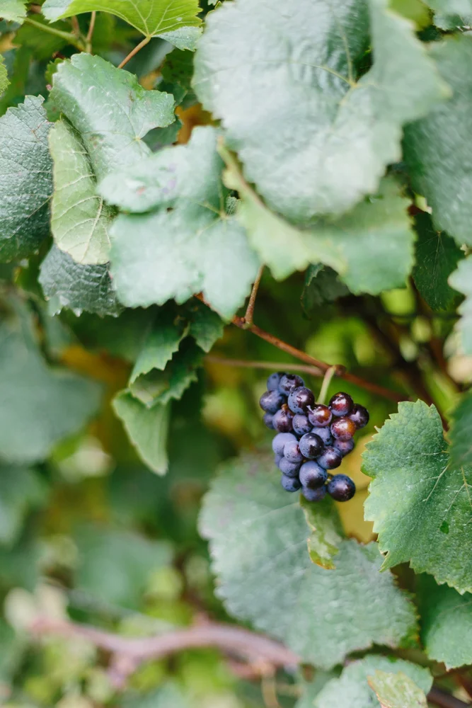 Kiltynane Winery-15.jpg