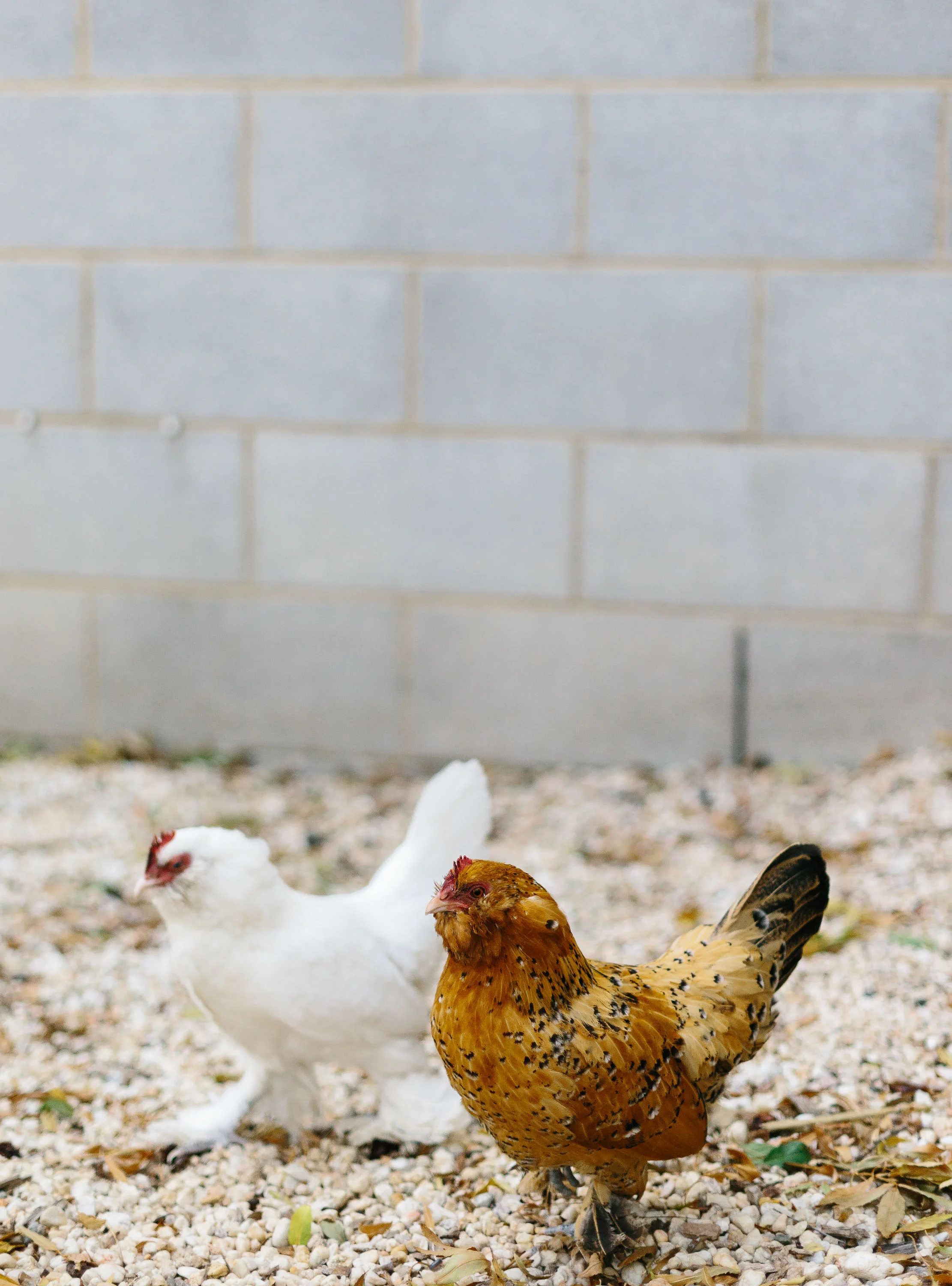 Marnie Hawson, Melbourne interior photographer for Country Style magazine