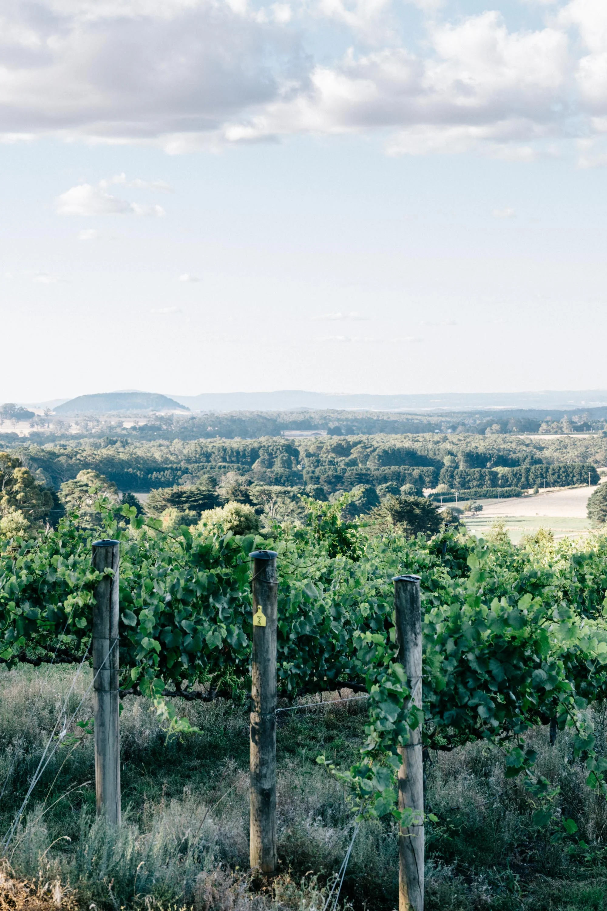 Marnie Hawson, Melbourne lifestyle photographer for Passing Clouds Winery, Musk